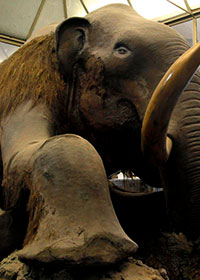 Mammut della Beresovka