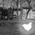 Fantasma del Pollo di Pond Square