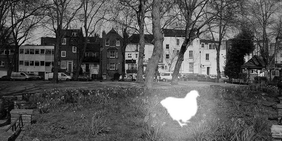 Il fantasma del pollo di Pond Square