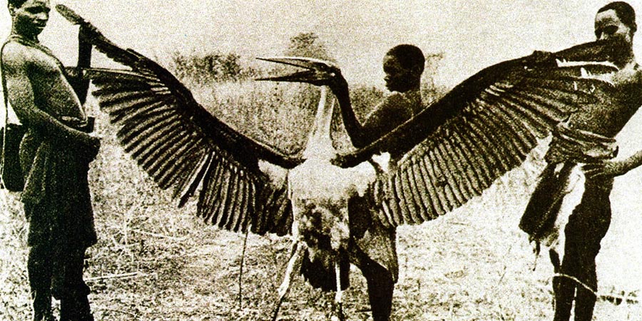 Kongamato: pterodattili nelle paludi africane?